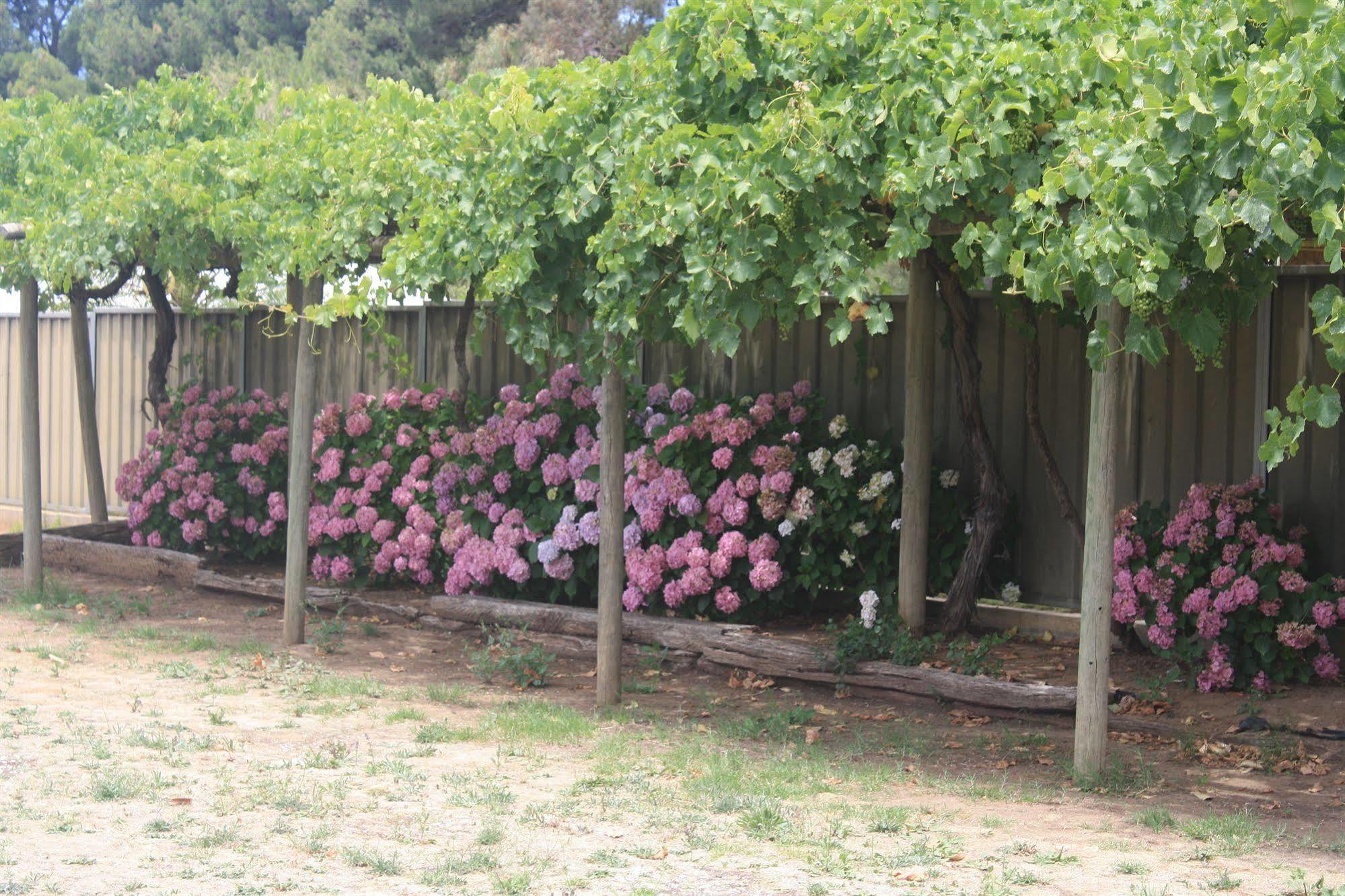 Angaston Vineyards Motel Bagian luar foto